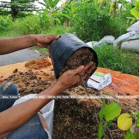 Thao tác thay bầu đất cho cây