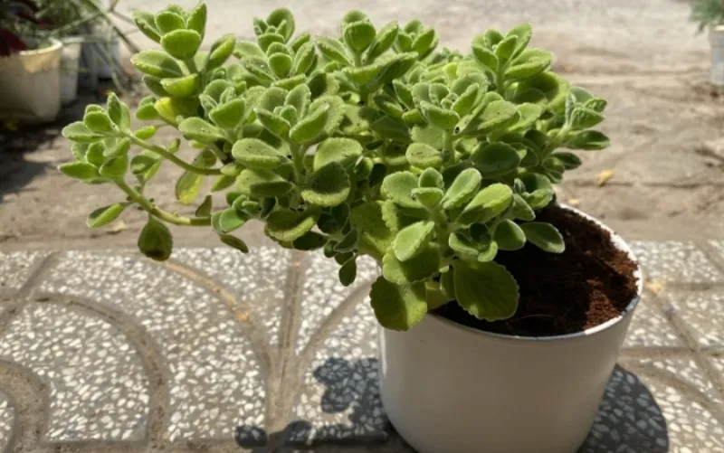 Thao tác tưới nước đúng kỹ thuật vào gốc cây sen thơm vào buổi sáng sớm