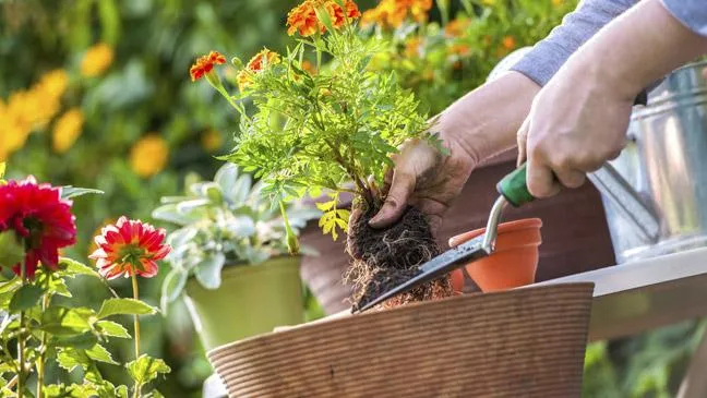 Thay chậu mới khi bộ rễ bị bó, cắt tỉa nhẹ nhàng rễ bị hỏng và đặt vào chậu lớn hơn