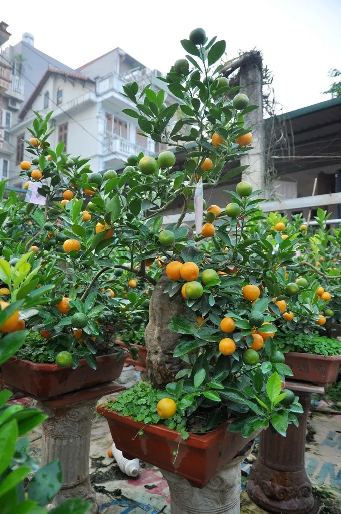 Thay chậu sành cho cây quất cảnh để đảm bảo sự phát triển của rễ