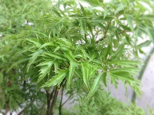 Theo dân gian, đinh lăng lá nhỏ có hai loại chính: Đinh lăng nếp và đinh lăng tẻ, kỹ thuật trồng loài cây này không quá khó