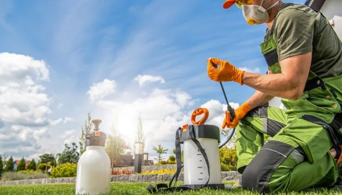 Theo dõi và phòng trừ sâu bệnh kịp thời là một phần quan trọng của cách trồng và chăm sóc hoa sử quân tử