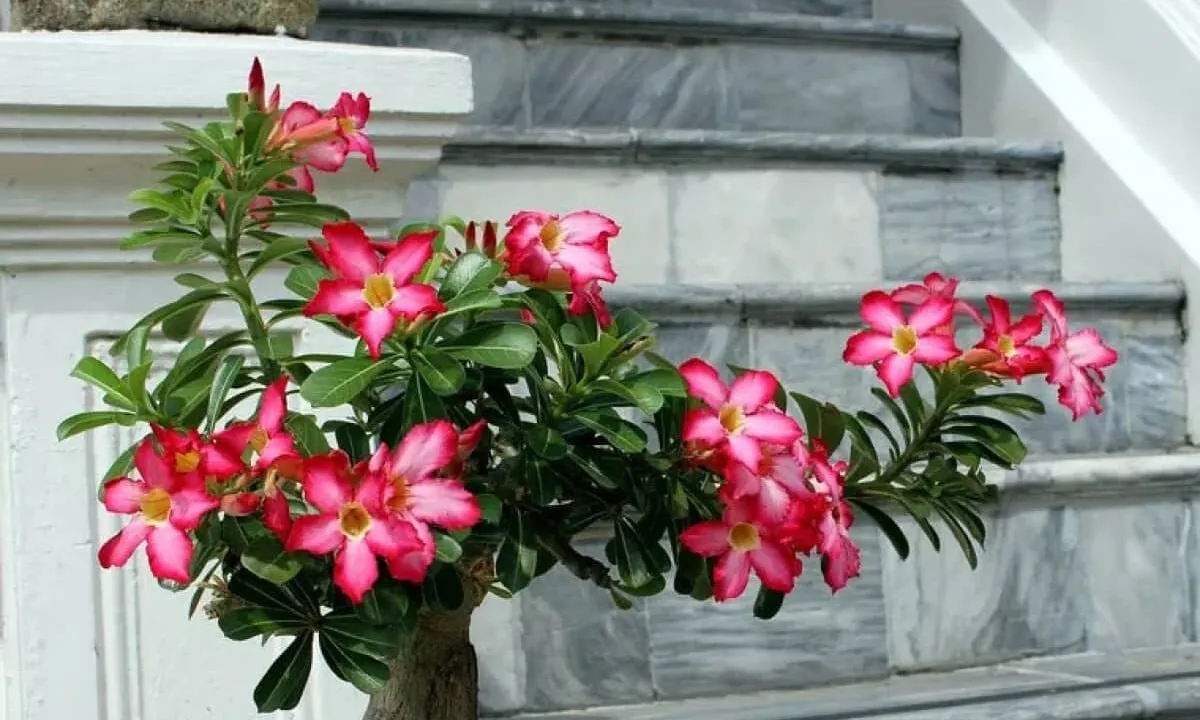 Theo phong thủy, hoa sứ đỏ đem lại tài lộc, thịnh vượng, gia đình hòa thuận. Hình ảnh chậu hoa sứ bonsai màu đỏ rực rỡ