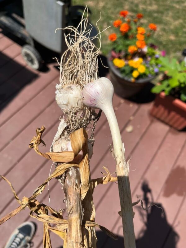 Cách Trồng Cây Xanh Cảnh Chuyên Sâu Theo Nguyên Tắc E-E-A-T