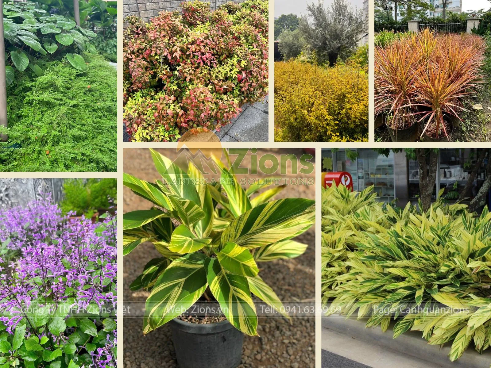 Thiết kế cảnh quan vườn nhiệt đới với cây cảnh ngoài trời chịu nắng tốt.