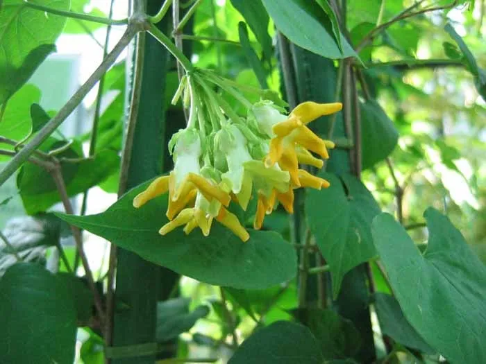 Thiết kế giàn leo hoa thiên lý trên sân thượng cao khoảng 2m