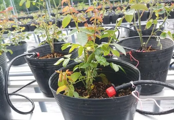 Thiết kế hệ thống tưới nhỏ giọt cho chậu cây hoa hồng giúp tiết kiệm nước và phòng bệnh