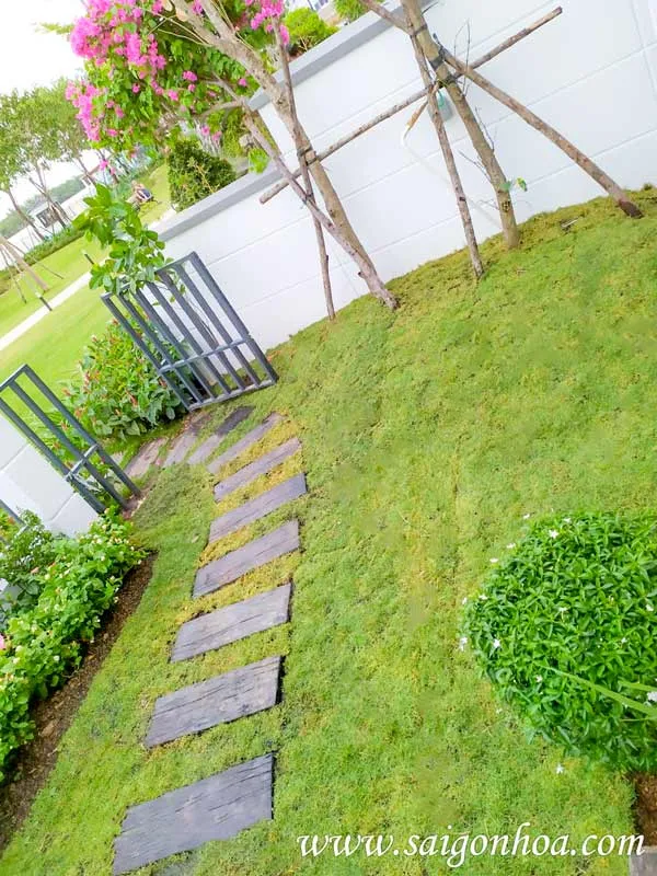Thiết kế sân vườn trước nhà phố với thảm cỏ và cây cảnh chịu nắng