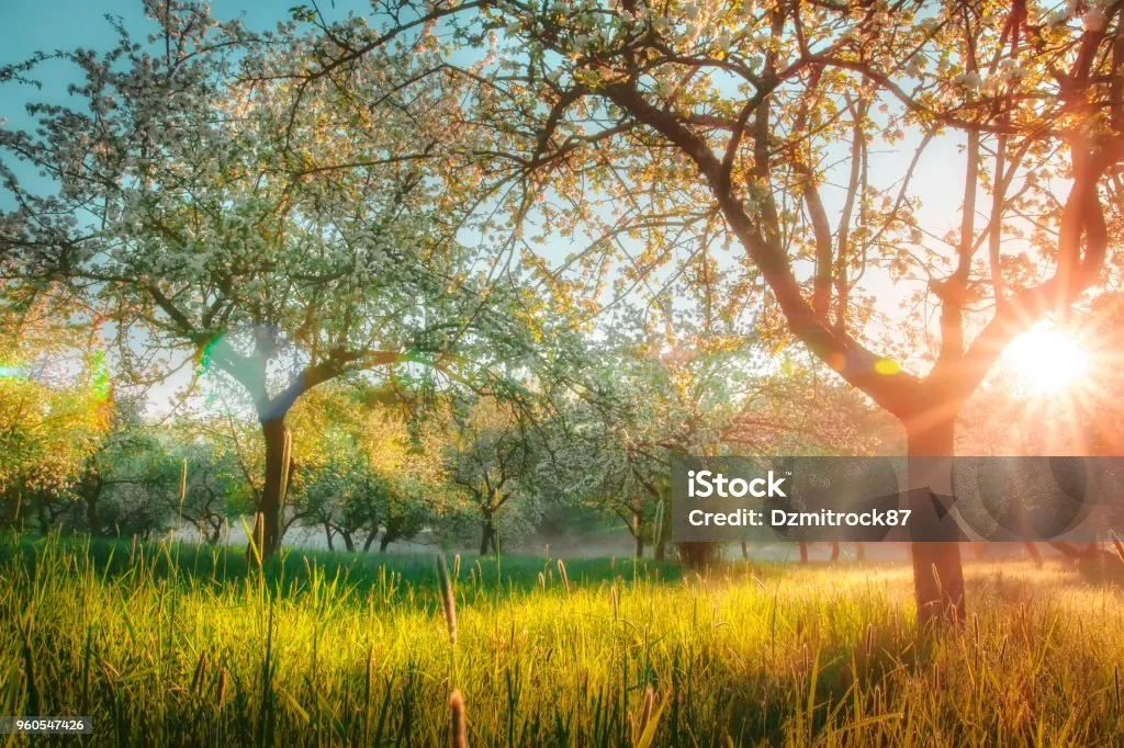 Thiết kế vườn cảnh với lớp phủ bề mặt bằng xỉ than đã được đập nhỏ