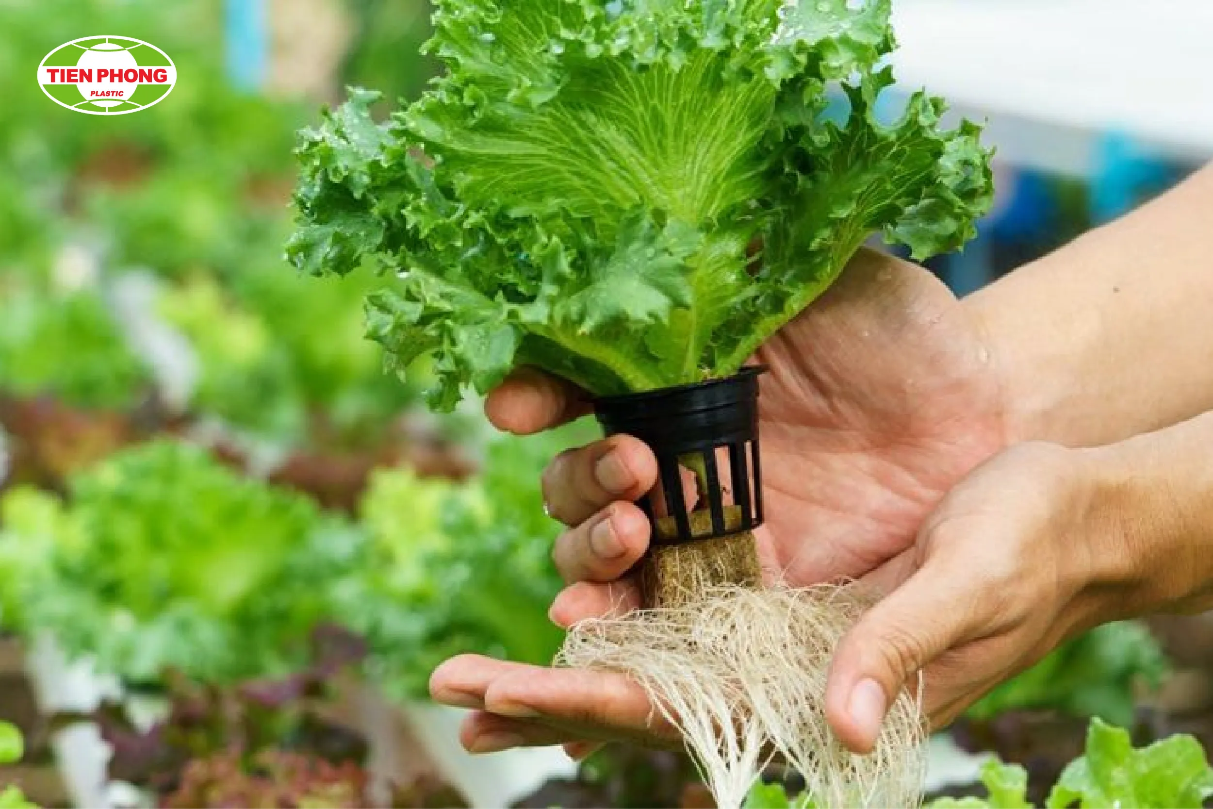 Thiết lập hệ thống thủy canh hồi lưu cơ bản cho rau xanh tại gia