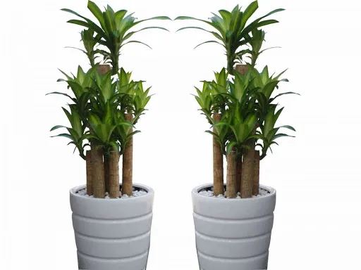 Thiết Mộc Lan là loài cây ít sâu bệnh