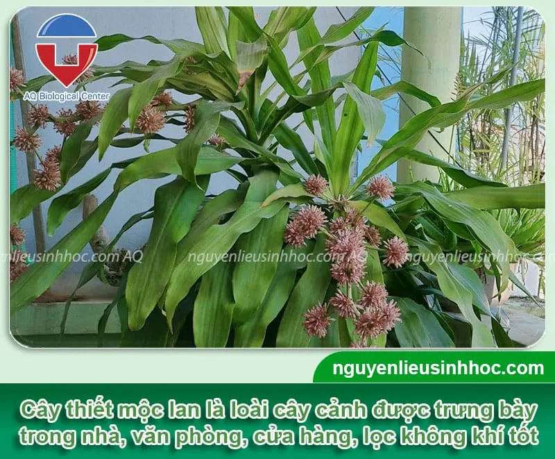 Thiết mộc lan nở hoa màu trắng ngần, cảnh quan xanh mát, mang lại tài lộc và may mắn cho gia chủ