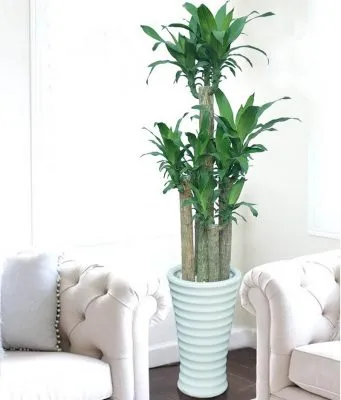 Thiết Mộc Lan (Phát Tài) với thân gỗ lớn và lá xanh tốt