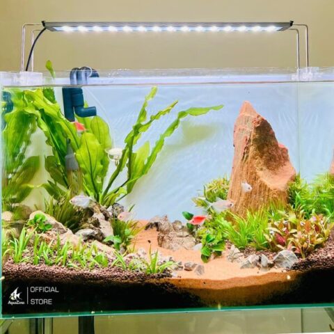 Cách Trồng Cây Thủy Sinh Trong Bể Cá: Hướng Dẫn Toàn Diện Từ A Đến Z Cho Người Mới Bắt Đầu