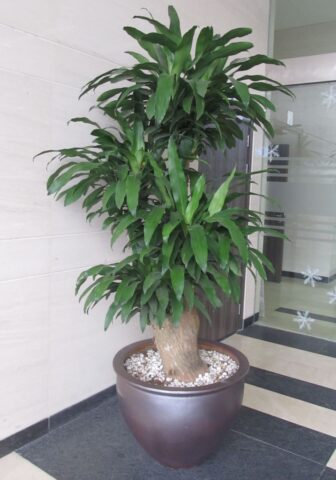 Cây Xanh Nên Trồng Trong Nhà Cải Thiện Phong Thủy Và Sức Khỏe