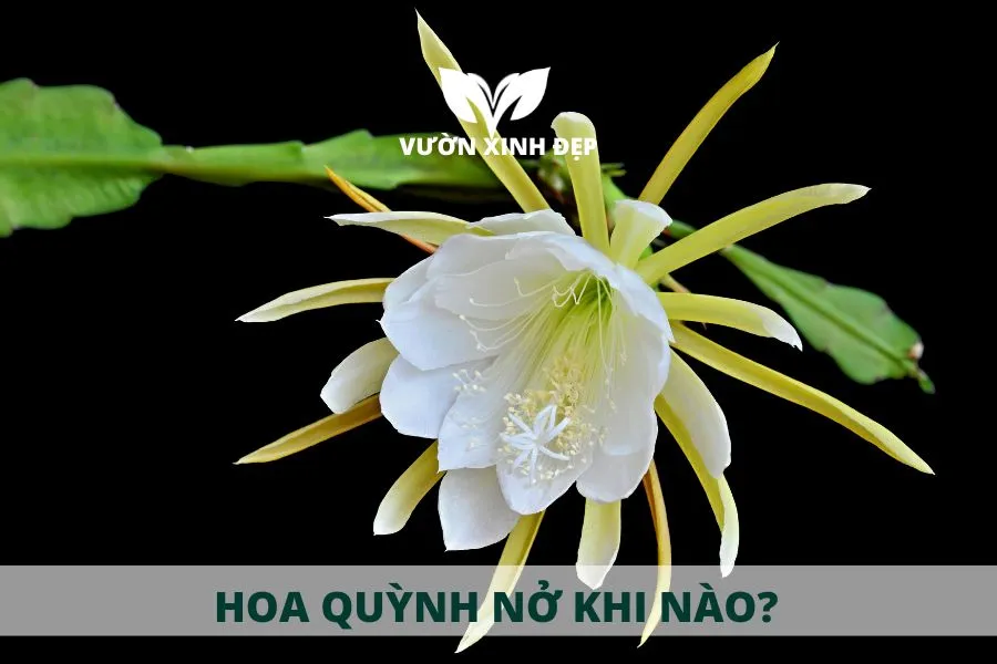 Thời điểm Hoa Quỳnh nở hoa và cách chăm sóc.