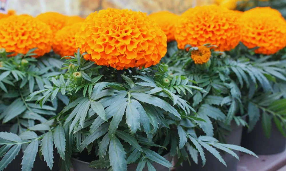 Thời điểm phù hợp lên lịch trồng hoa vạn thọ Tết 2026