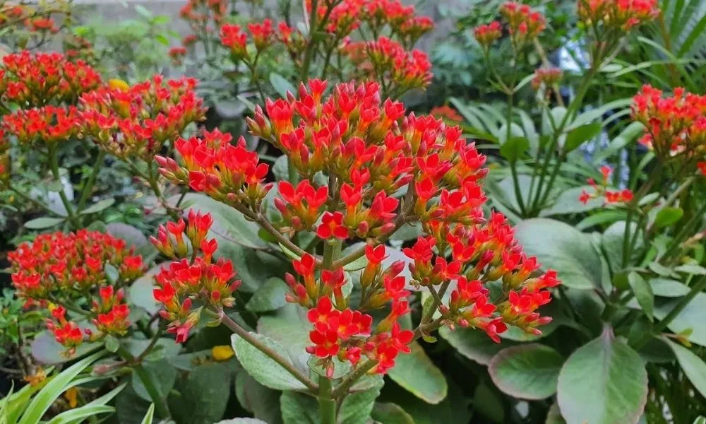 Thời điểm phù hợp nên trồng cây sống đời