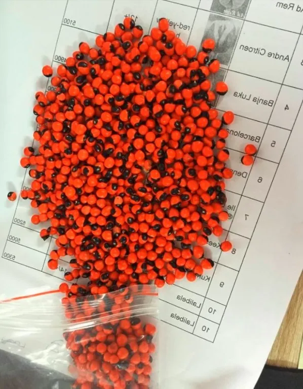 Thời điểm thu hoạch hạt giống sâm Ngọc Linh cũng rất quan trọng.