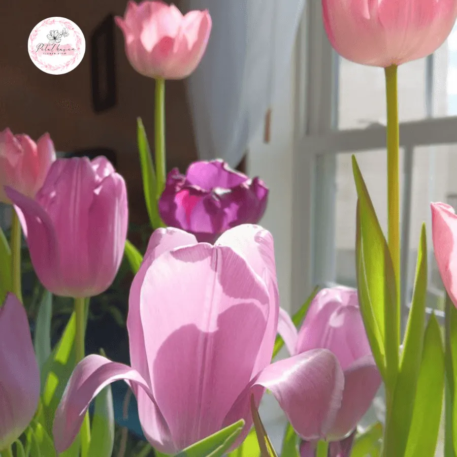 Thời điểm và kỹ thuật trồng lại củ hoa tulip để nở hoa rực rỡ