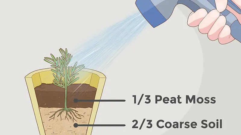 Thời gian để cành hương thảo đâm rễ thường mất khoảng 3 tuần trong điều kiện chăm sóc lý tưởng