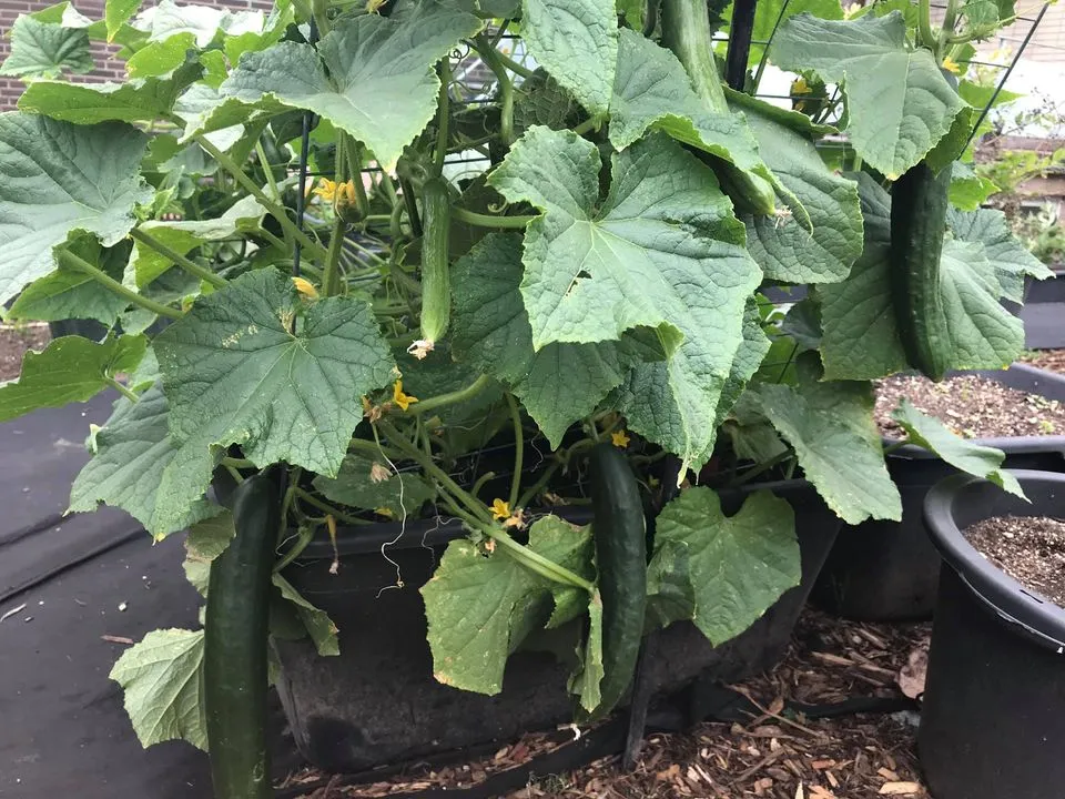 Thời gian sinh trưởng cây dưa leo bị ảnh hưởng bởi giống và điều kiện thời tiết khác nhau