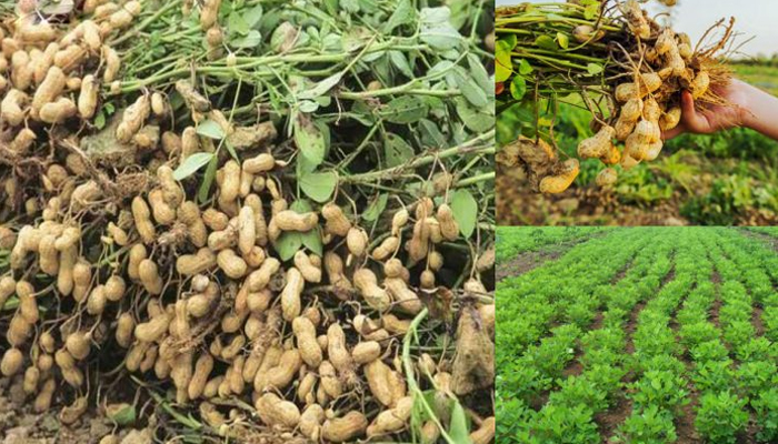 Cách Chăm Sóc Cây Đậu Phộng Đạt Năng Suất Cao Từ A Đến Z