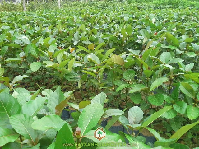 Thời vụ trồng và bón phân cho Cây Gáo Vàng để đạt hiệu quả kinh tế cao