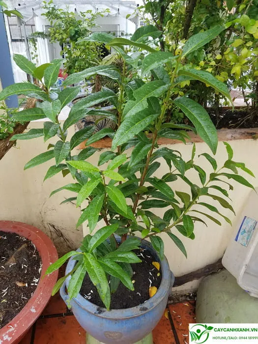 Thông tin cơ bản về cây Vối và đặc điểm nhận dạng