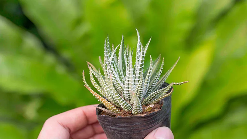 Thông tin về sen đá móng rồng