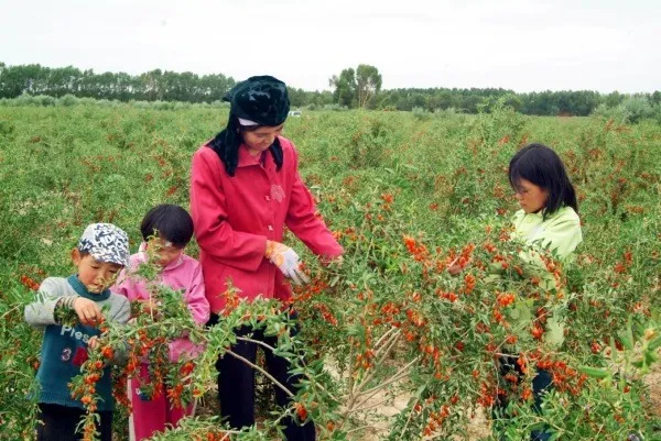 Thu hoạch câu kỷ tử thủ công, đảm bảo chất lượng và độ chín tối ưu cho dược liệu