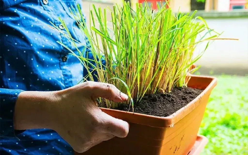 Thu hoạch củ sả khi cây đạt độ cao và độ tuổi lý tưởng