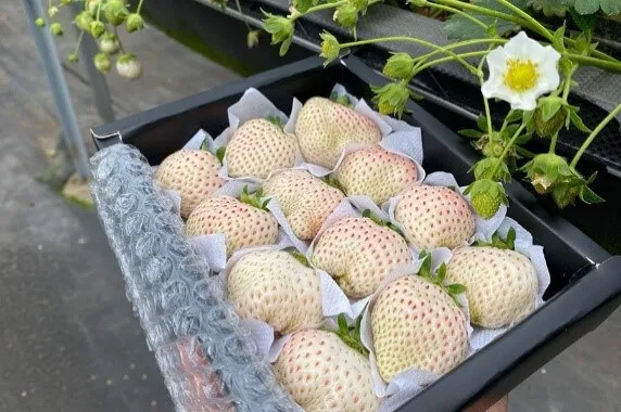 Thu hoạch dâu tây Bạch Tuyết tươi ngon