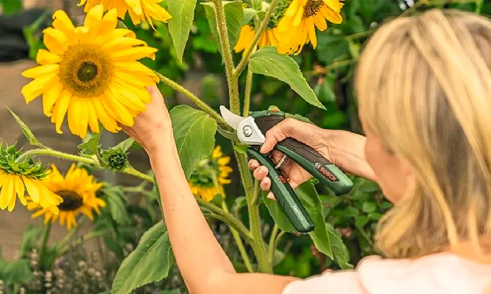 Thu hoạch hoa hướng dương