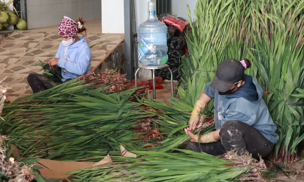 Thu hoạch hoa lay ơn