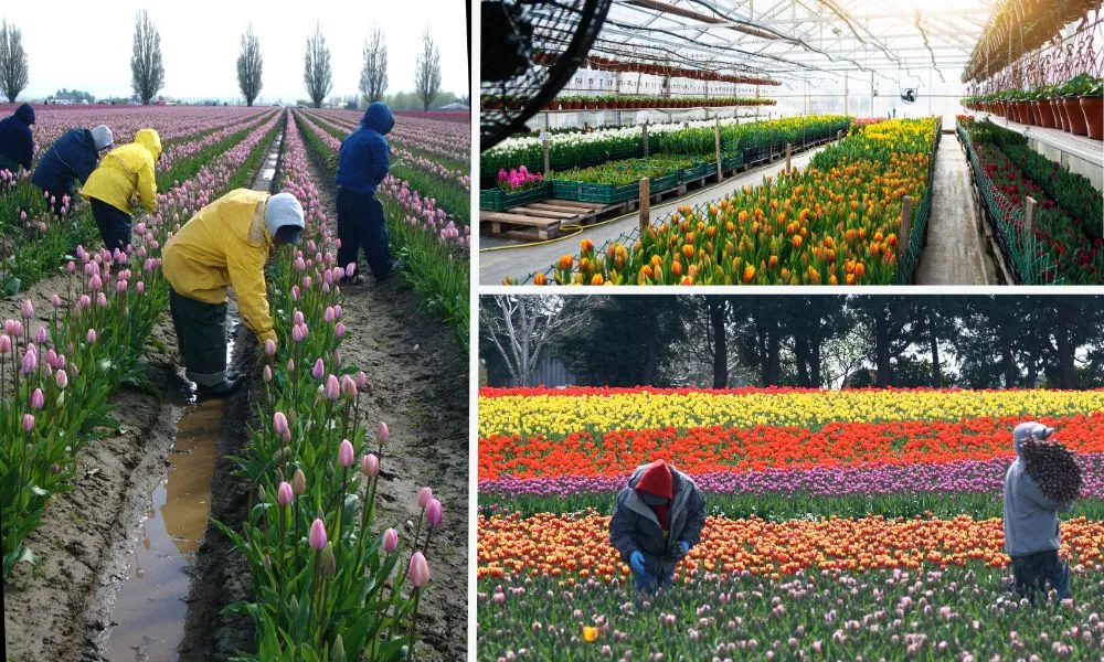 Thu hoạch hoa tulip khi bông vừa xé nụ, đã có màu