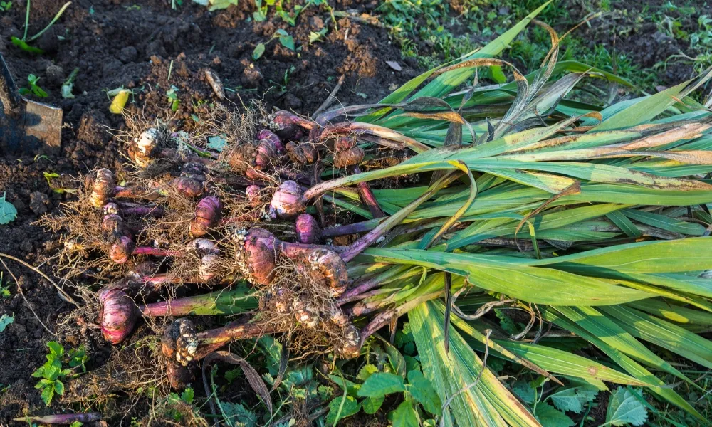 Thu hoạch hoa và củ lay ơn đúng cách để đảm bảo chất lượng