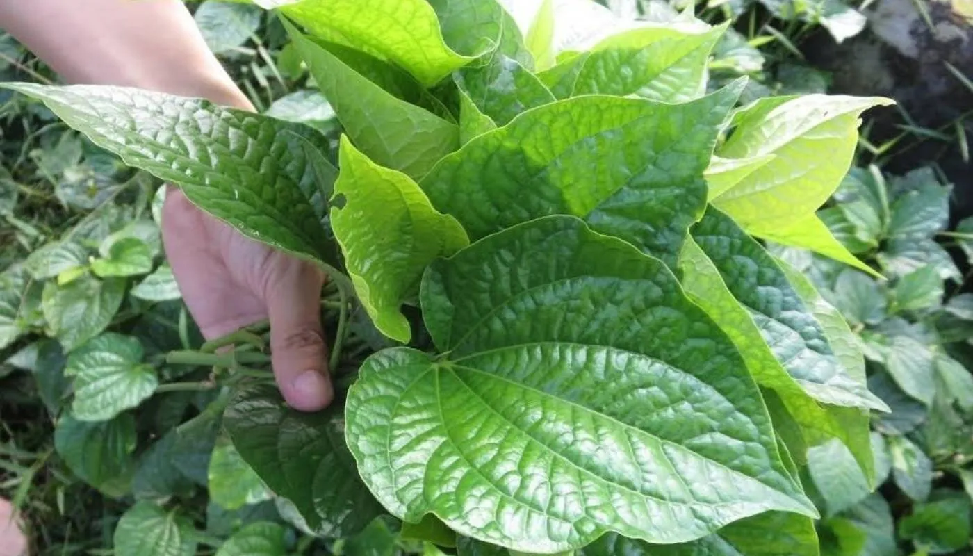 Thu hoạch lá lốt