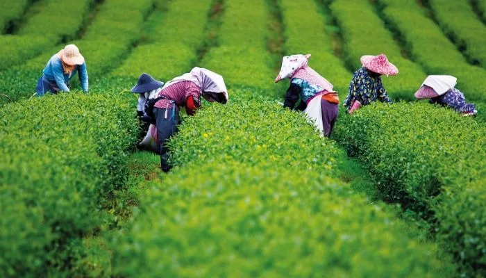 Thu hoạch lá trà cần chọn những búp không bị tật hoặc tổn thương