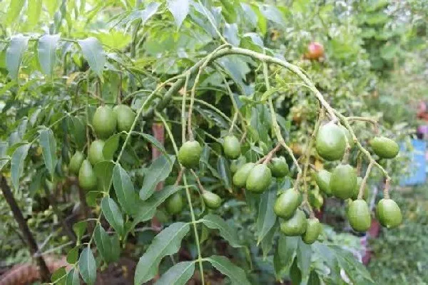 Thu hoạch những chùm quả cóc thái sai trĩu từ cây trồng trong chậu, minh chứng cho năng suất cao