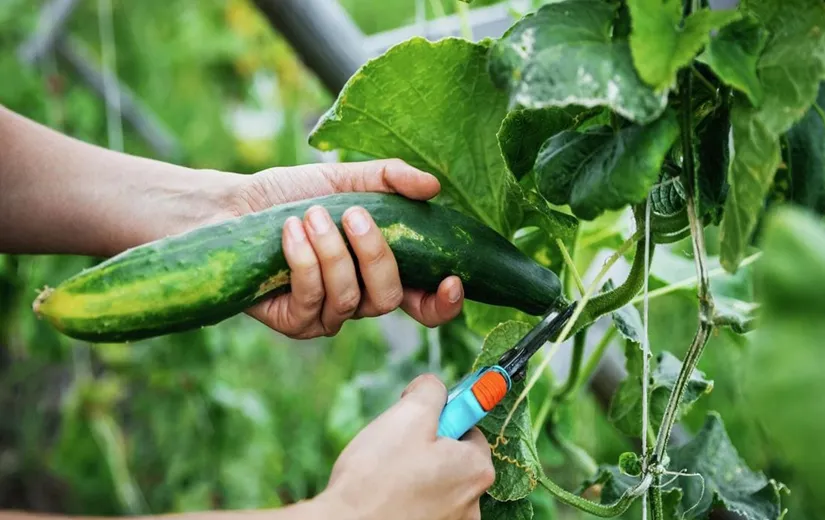 Thu hoạch những quả dưa leo xanh non