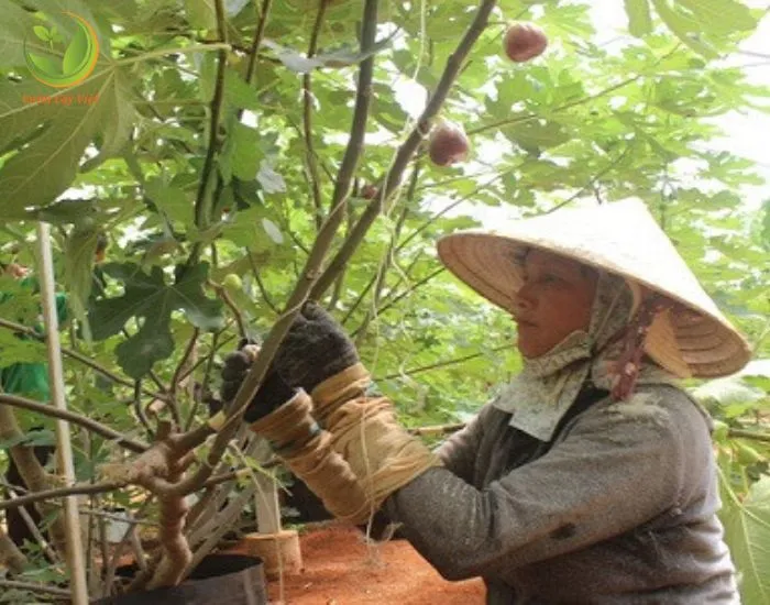 Thu hoạch những quả Sung Mỹ chín mềm, quy trình hái quả sung