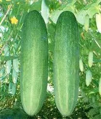 Thu hoạch quả dưa chuột tươi non vào buổi sáng sớm, tối ưu hóa năng suất và chất lượng sản phẩm.