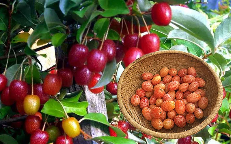 Thu hoạch quả nhót ngọt tại vườn sau một thời gian chăm sóc cây