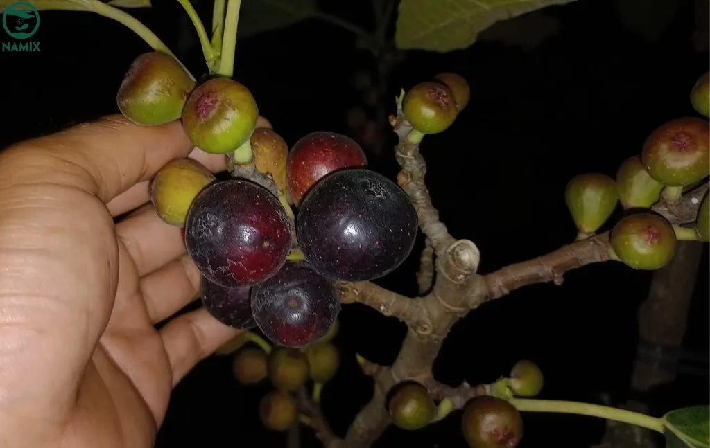 Thu hoạch trái sung Mỹ chín đỏ, căng mọng, có mật bên trong