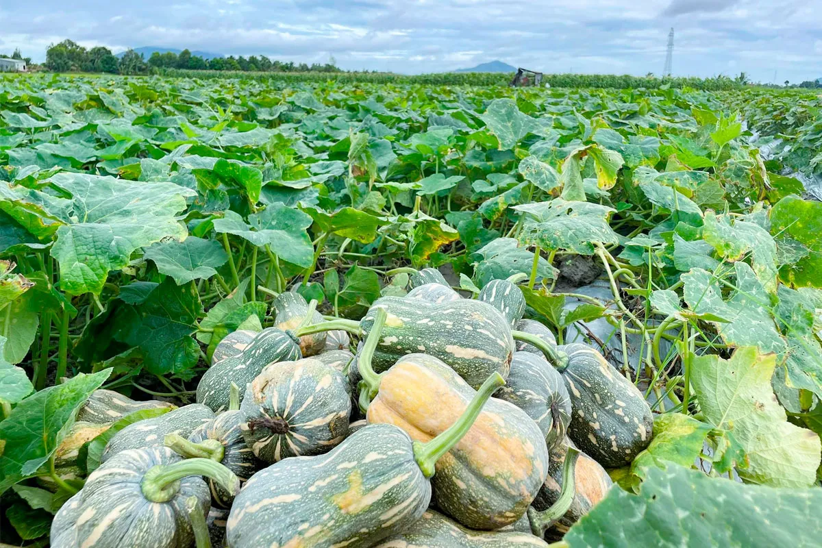 Thu hoạch và bảo quản trái bí đỏ