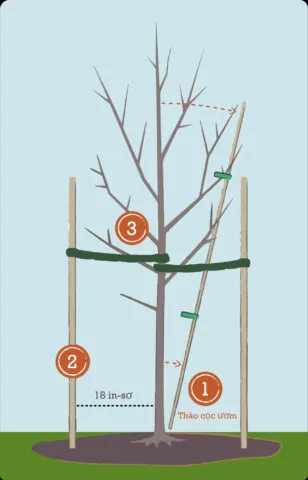 Thực hành kỹ thuật cấy cây con cỏ mực vào chậu trồng, giúp cây bén rễ và áp dụng cách trồng cây cỏ mực cho năng suất cao