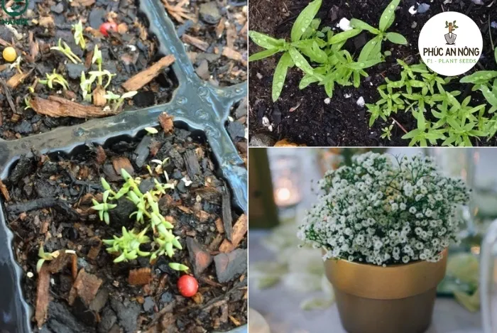 Thực hiện các biện pháp phòng trừ sâu bệnh kịp thời là yếu tố tiên quyết giúp cây hoa baby phát triển tốt