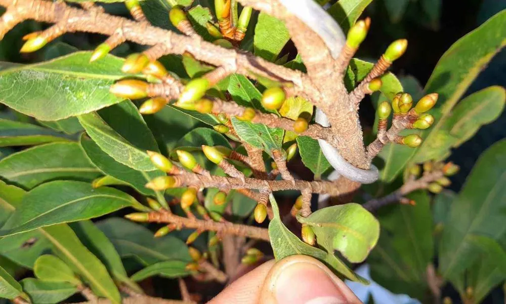 Thực hiện các bước kích nụ mai vàng vào tháng 9-10 âm lịch để ra hoa đúng Tết