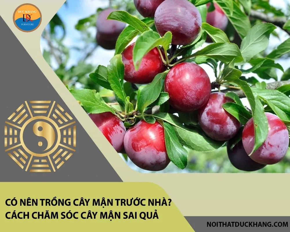 Thực hiện cắt tỉa để tạo tán cho cây mận